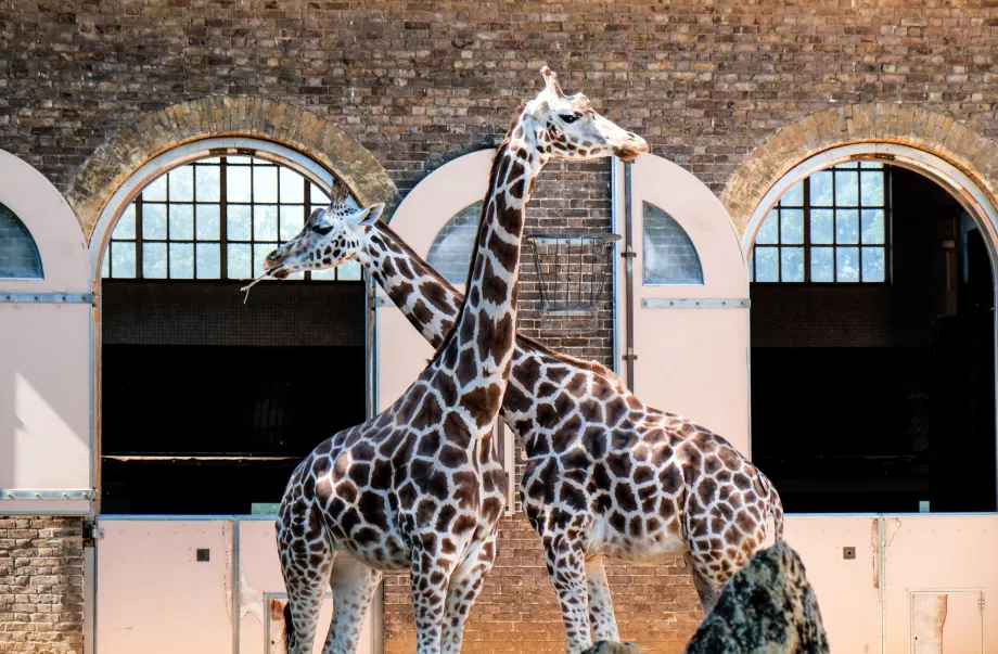 Jirafas en el zoo de Londres