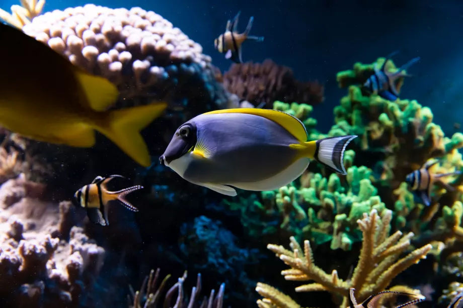 Acuario del zoo de Londres