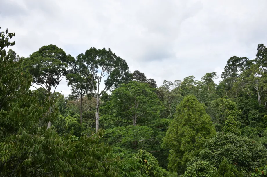 Selva del valle del Danum, Sabah, Borneo