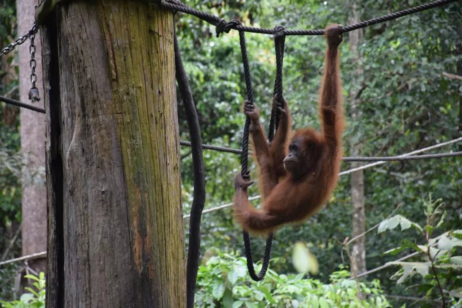 Centro de Rehabilitación Organgtan en Sepiloku, Sabah, Borneo