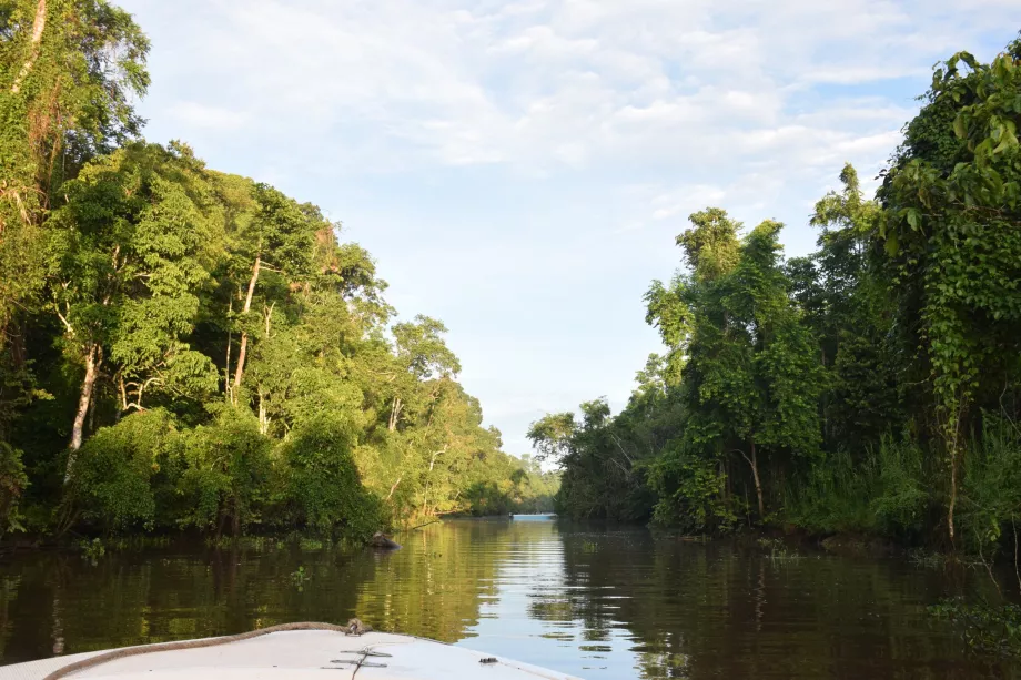 Safari fluvial por el río Kinabatangan, Sabah, Borneo