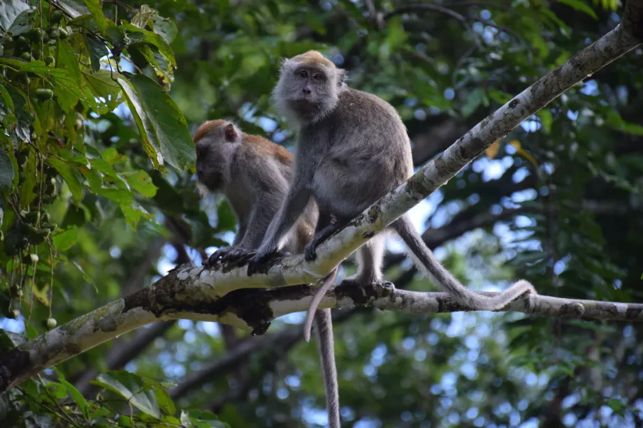 Valle de Danum, Sabah, Botnro