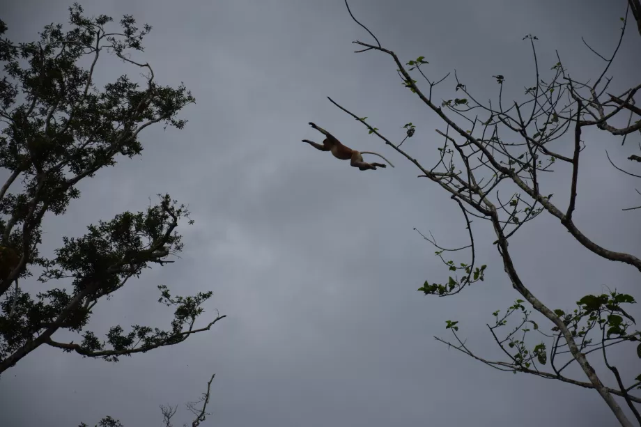 Río Kinabatangan, Sabah, Borneo