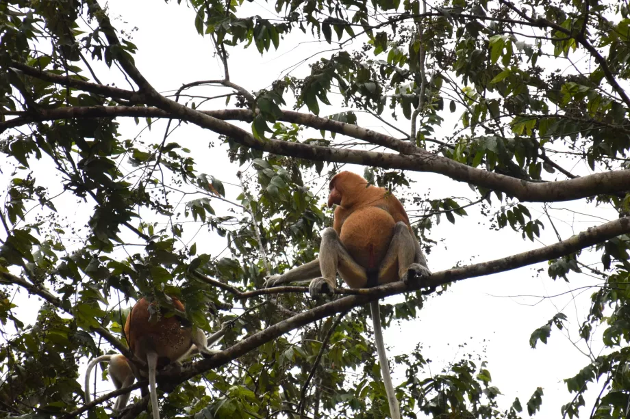 Humedales de Klias, Sabah, Borneo