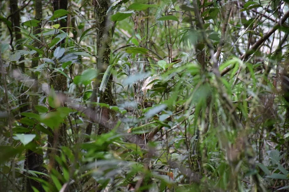 Cuenca del río Maliau, Sabah, Borneo