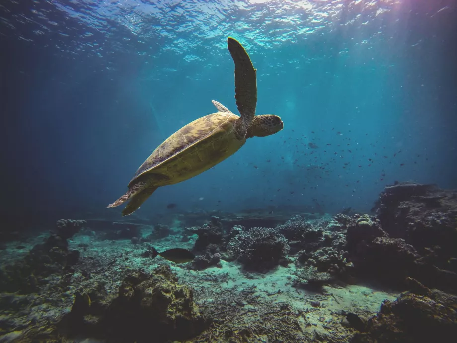 Isla de la Tortuga, Sabah, Borneo