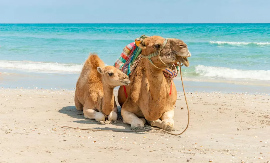 Playa de Mahdia