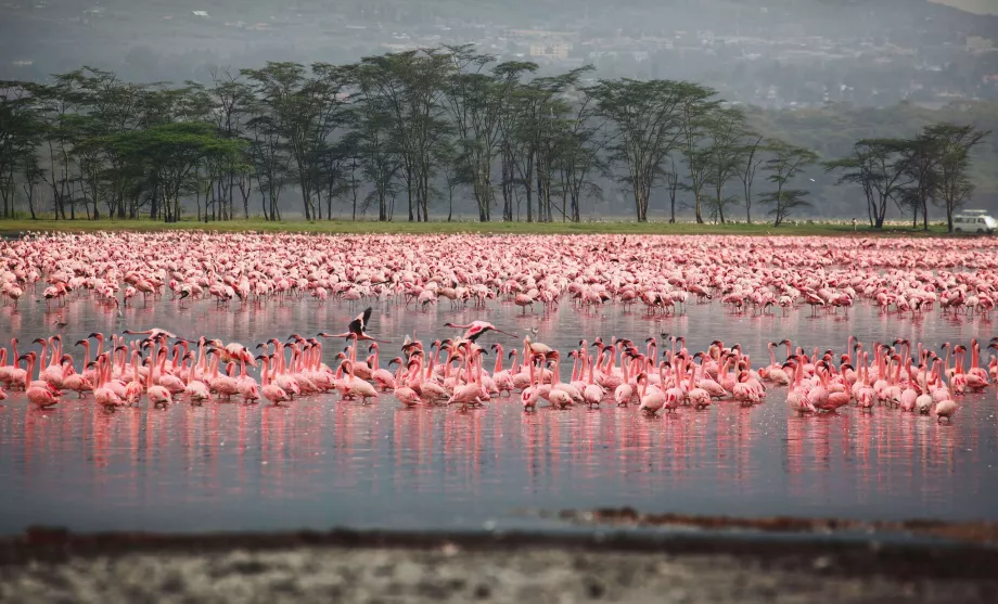 Flamencos en Nakuru