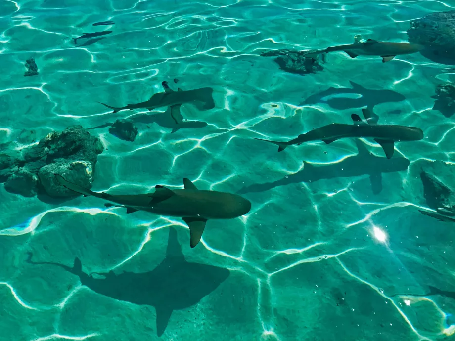 Tiburones limón en Cabo Verde