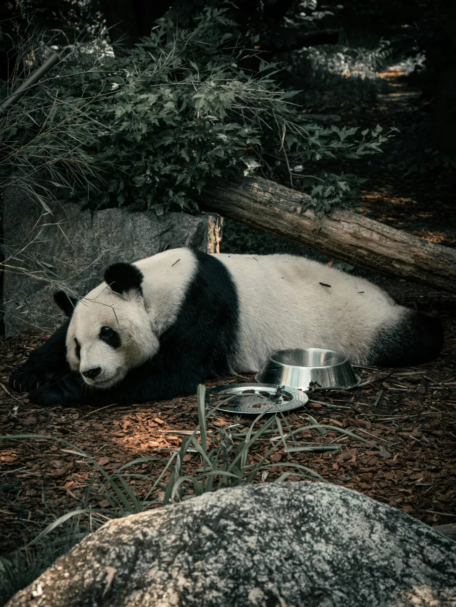 Panda gigante en el zoo de Viena