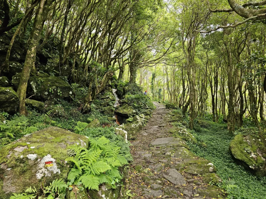 El camino a las cascadas de Ribeira do Ferreiro