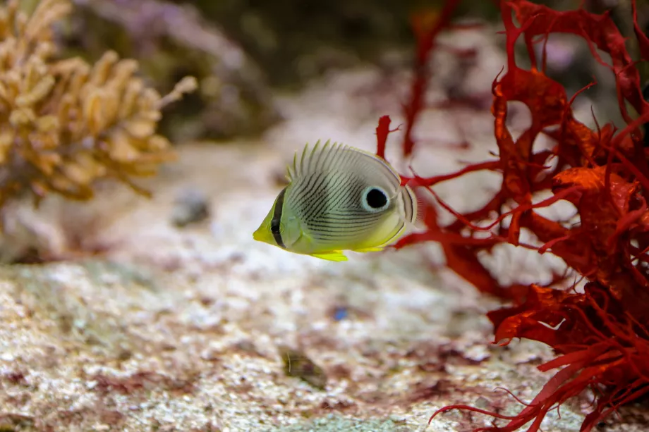 Acuario Shedd