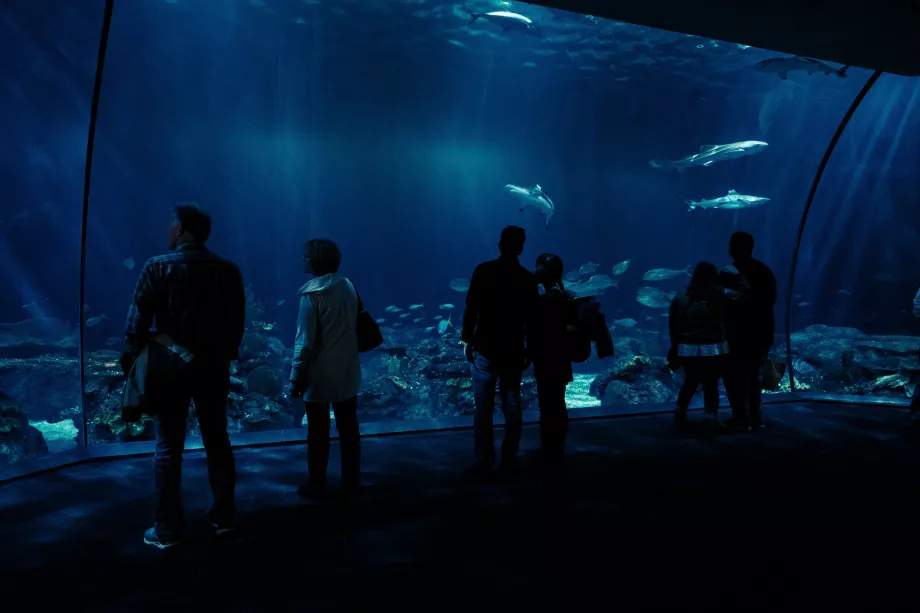 Acuario Shedd