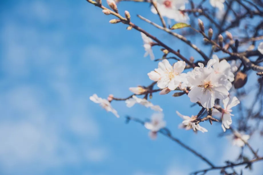 Almendro en flor