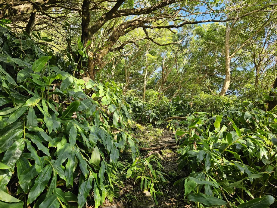 El empinado camino PR3FLO