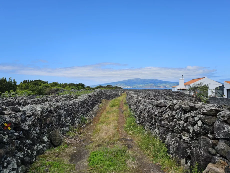 Ruta de senderismo por los viñedos de Criacao Velha