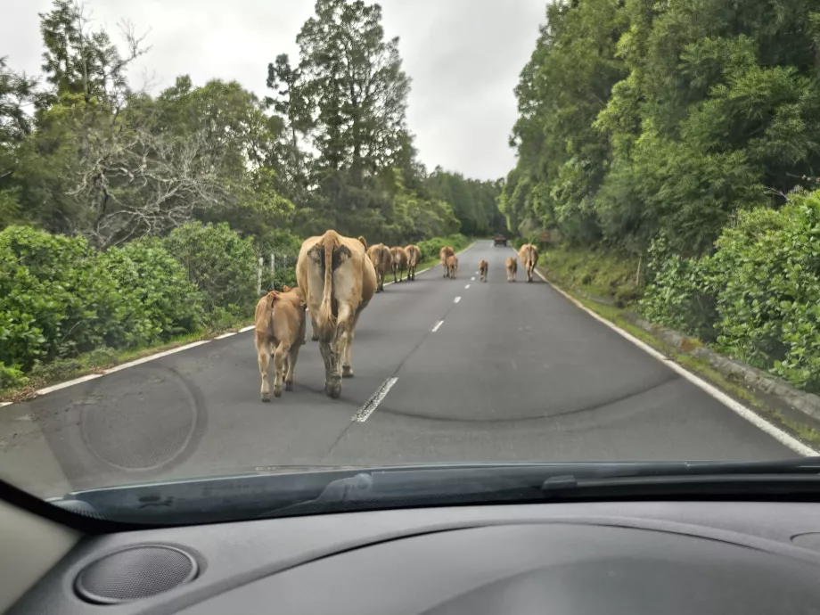 Vacas en la carretera