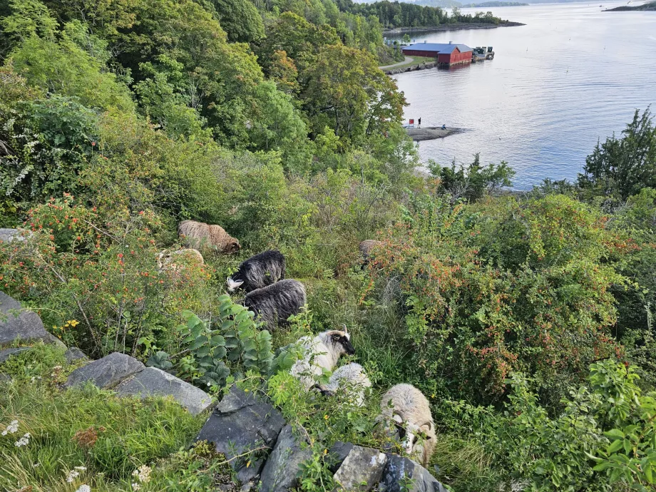 Animales de la isla de Hovedoya