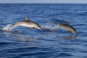 Delfines de Madeira