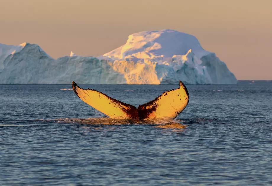 Cola de ballena