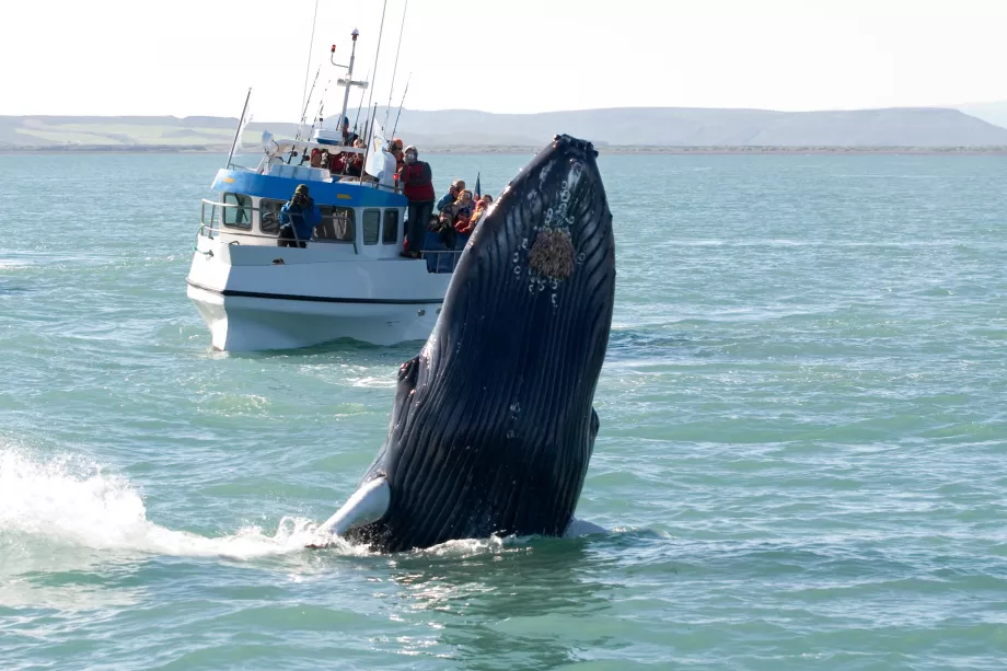 Avistamiento de ballenas