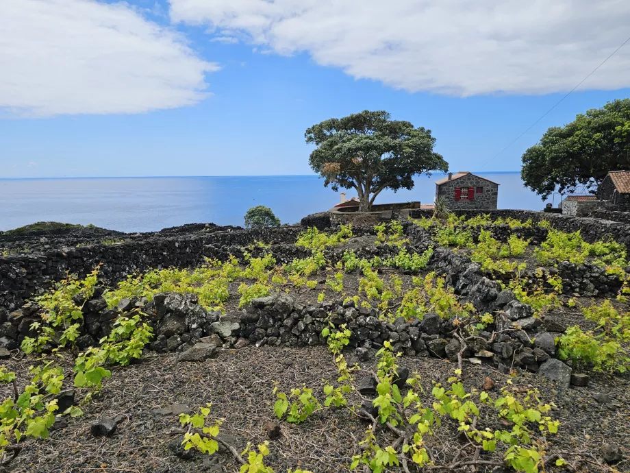 Viñedos de Lava