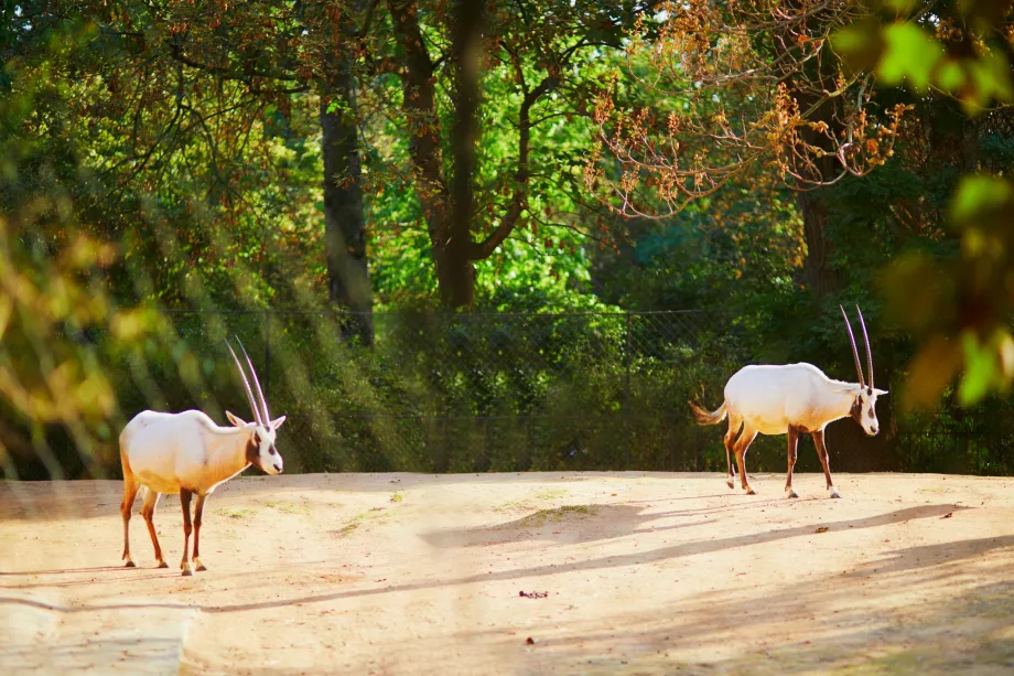 Zoo en el Jardin des Plantes