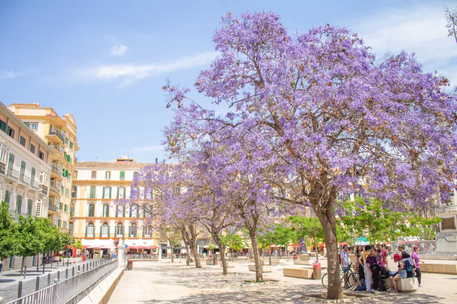 Jacarandas