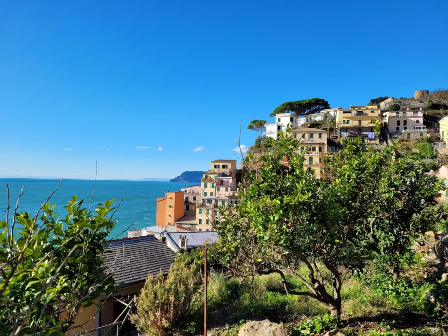 Naranjos en Riomaggiore