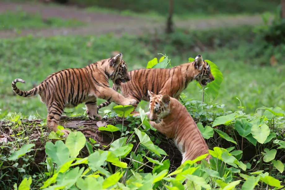 Zoológico de Ragunan