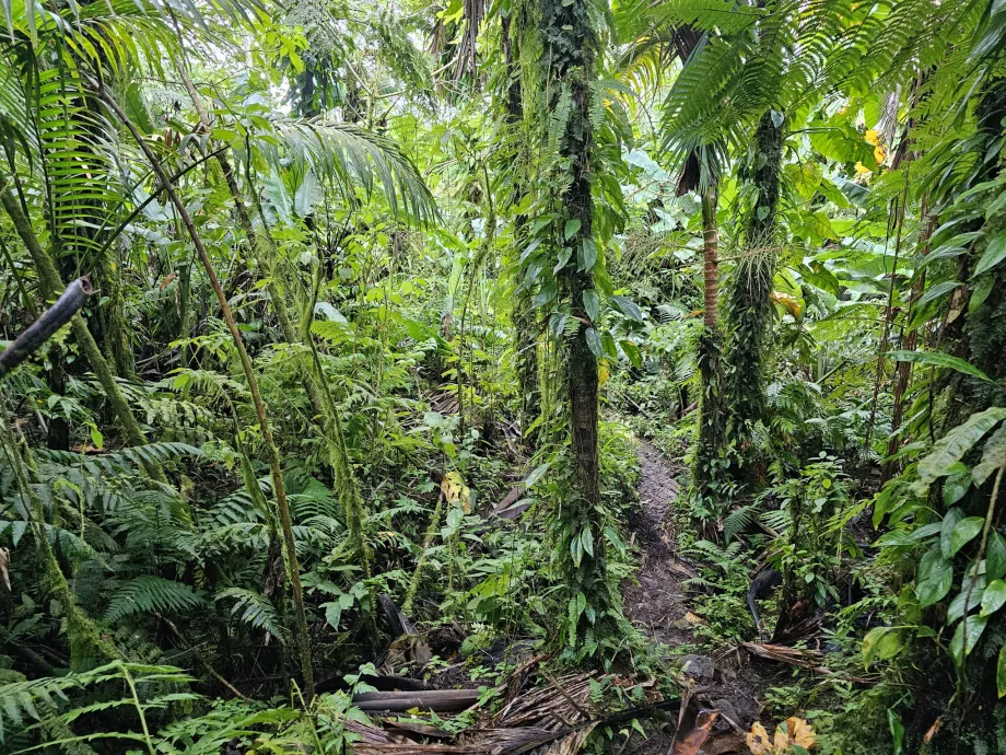 Sendero del Bosque Elfin