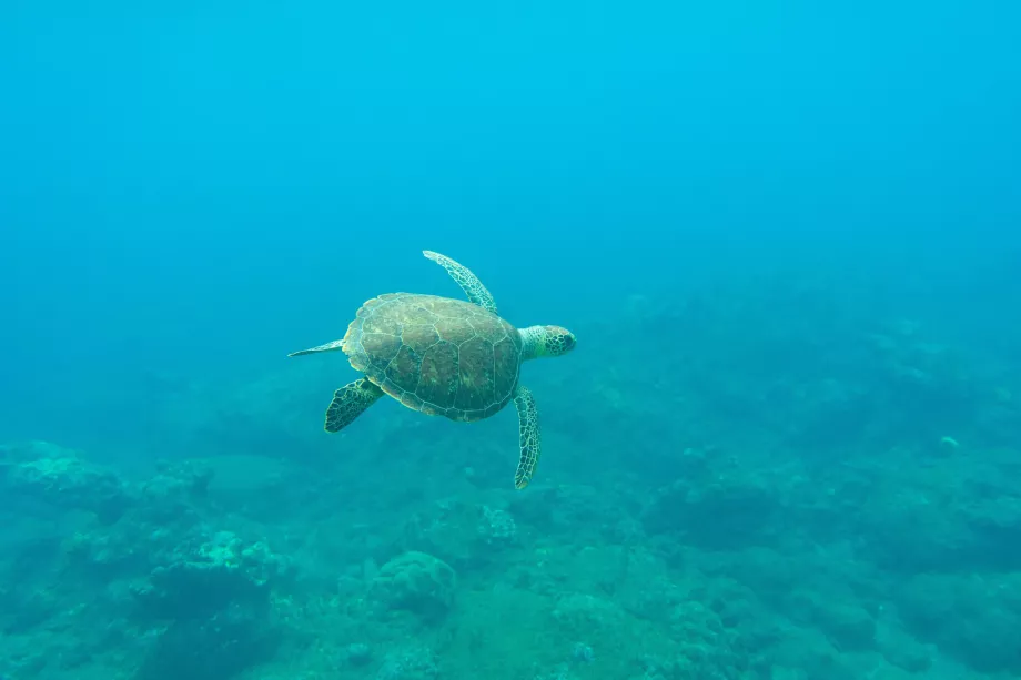 Buceo en Saba