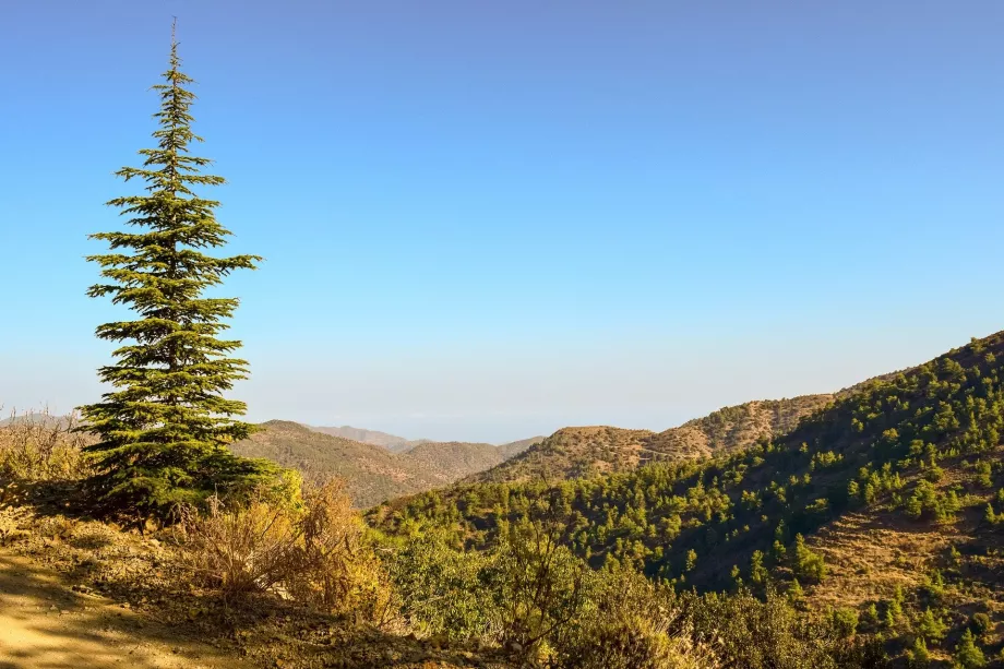 Picea de Troodos