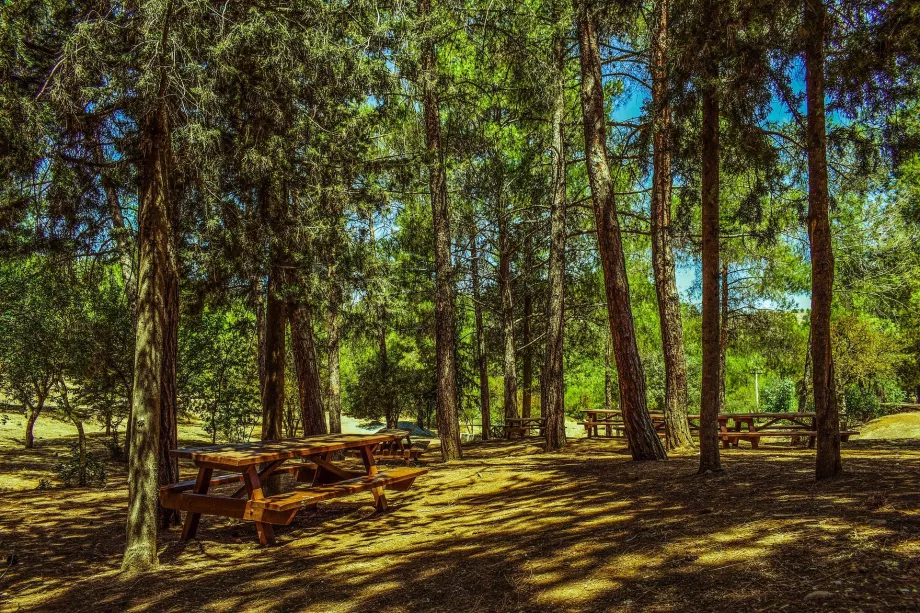 Bosque de Troodos