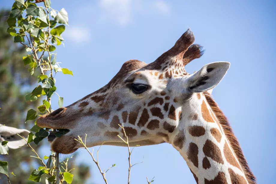 Jirafa en el zoo de Schönbrunn