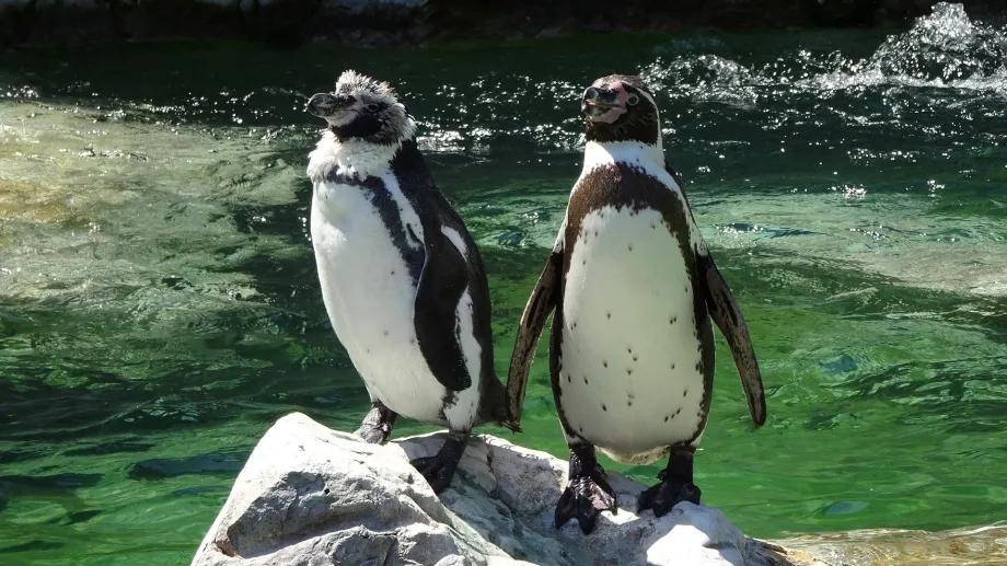 Pingüino en el zoo de Schönbrunn