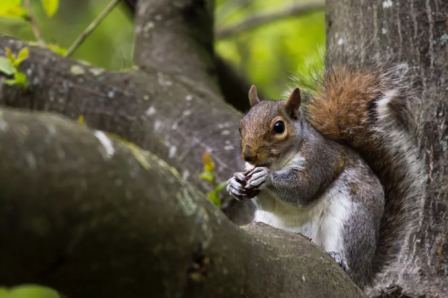 Ardilla en Hyde Park