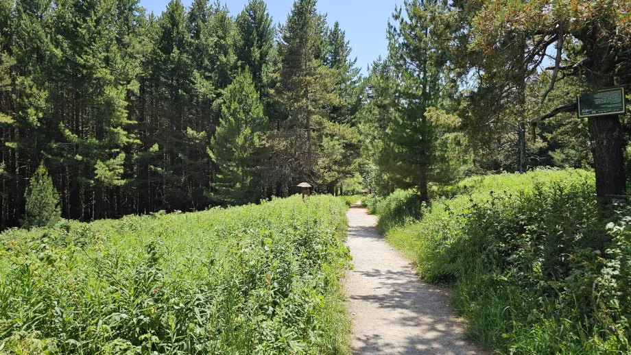 Bosques en las elevaciones más bajas de los Montes Vitosha