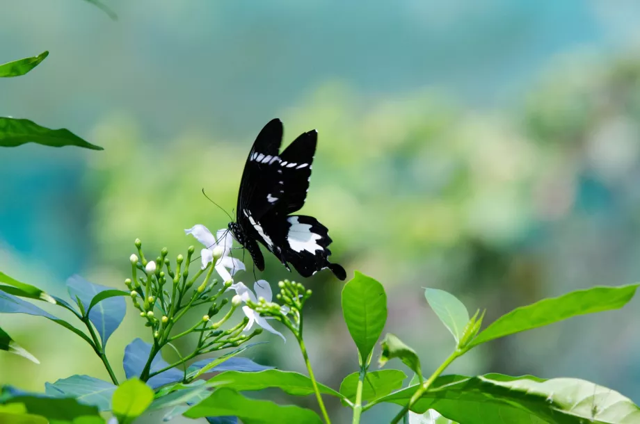 Jardín de mariposas