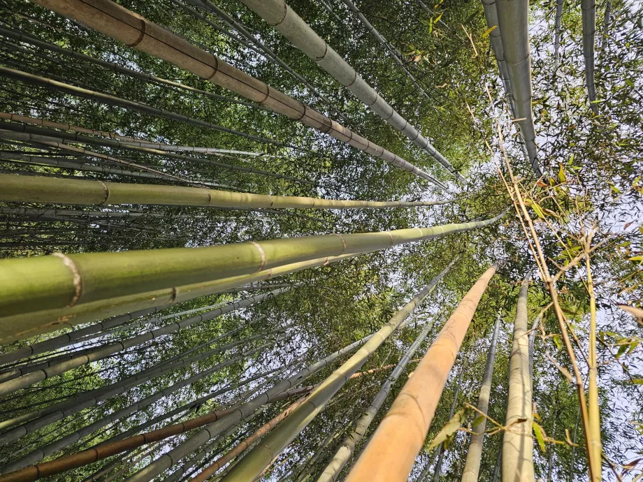 Bosque de bambú