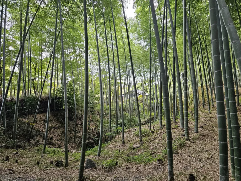 Bosque de bambú