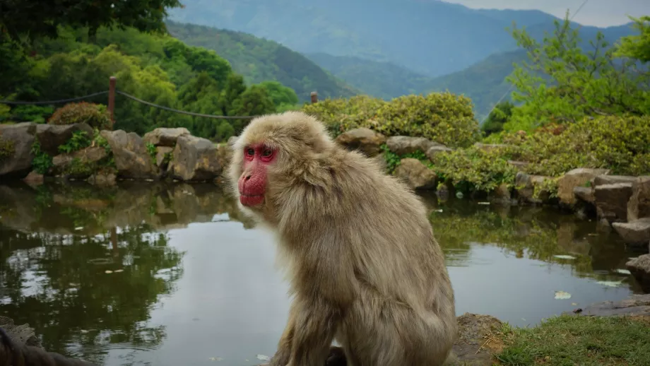 Parque de los Monos de Arashiyama