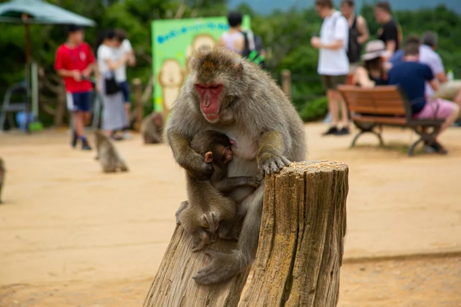 Parque de los monos de Iwatayama