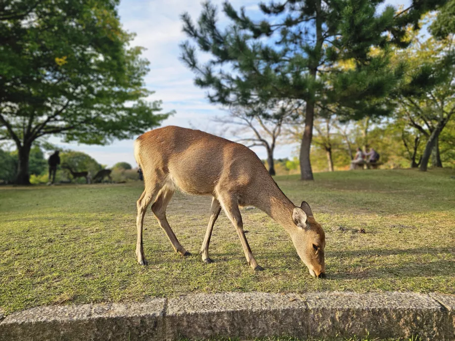 Parque de Nara