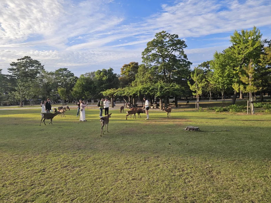 Parque de Nara