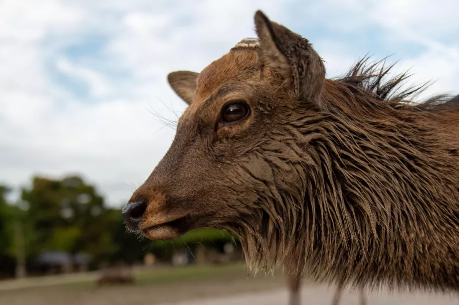 Parque de Nara