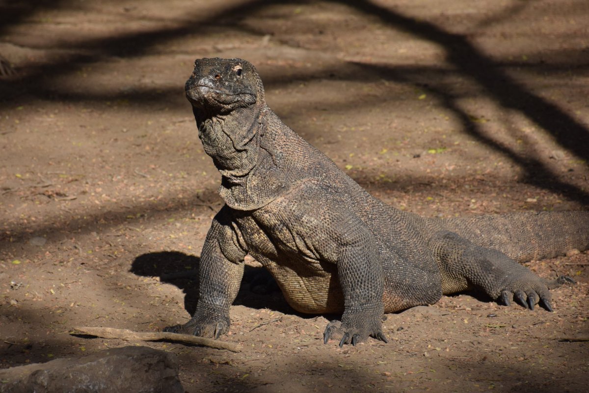 Isla de Komodo, Islas Komodo - todo lo que necesita saber