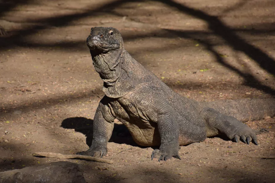 Isla de Komodo, Islas Komodo, Indonesia