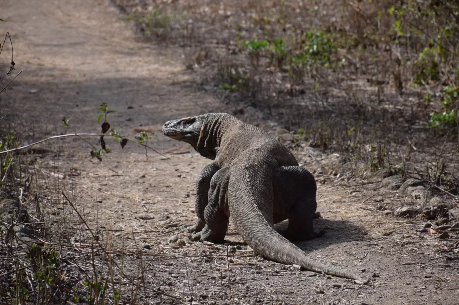 Varan komodo, Islas Komodo, Indonesia