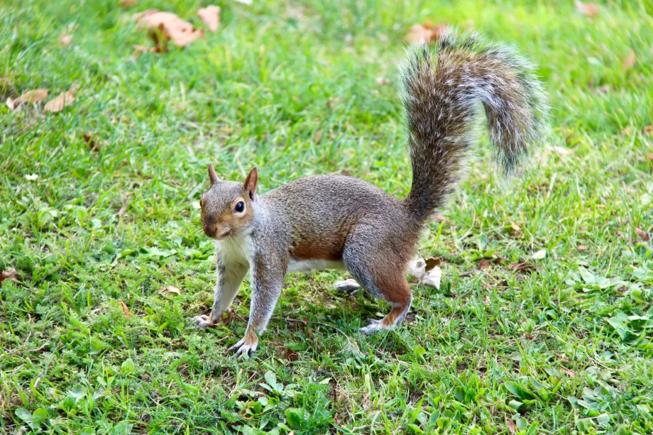 Ardilla Hyde Park